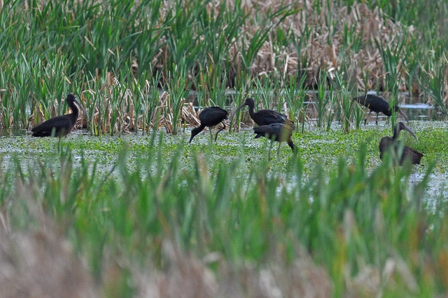 portugal, the algarve, vilamou-25.jpg - GLOSSY IBIS - PORTUGAL